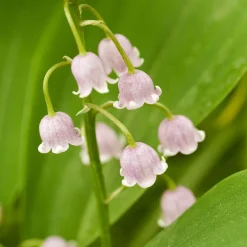 3 Muguets roses Extra - Le muguet, version rose