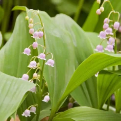 3 Muguets roses Extra - Le muguet, version rose