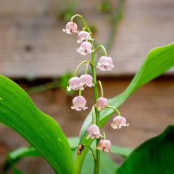 3 Muguets roses Extra - Le muguet, version rose