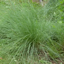Muhlenbergia rigens - Graminée déco zéro entretien