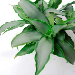 Murdannia 'Bright Star' - Feuilles rayées effet waouh