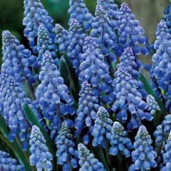 10 Muscaris bleus - Un tapis bleu au printemps