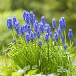 10 Muscaris bleus - Un tapis bleu au printemps
