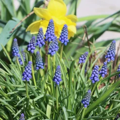 10 Muscaris bleus - Un tapis bleu au printemps