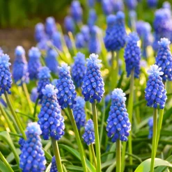 10 Muscaris bleus - Un tapis bleu au printemps