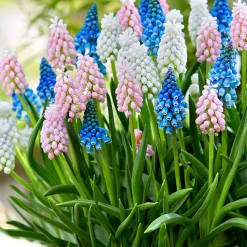 25 Muscaris en mélange - Un tapis bleu dès février