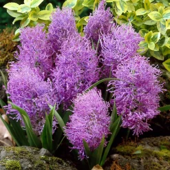 10 Muscaris plumeux - Un nuage violet au jardin
