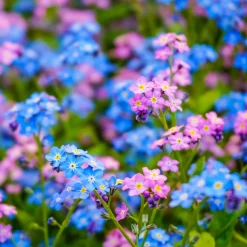 Myosotis des Alpes en mélange - Un tapis fleuri sans effort