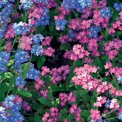 Myosotis des Alpes en mélange - Un tapis fleuri sans effort