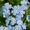 Myosotis des marais - Le bleu qui aime l'eau