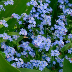 Myosotis des marais - Le bleu qui aime l'eau