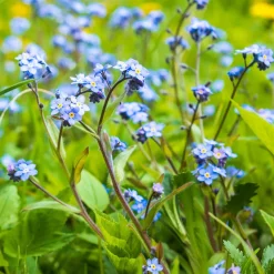 Myosotis des marais - Le bleu qui aime l'eau