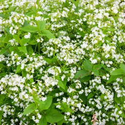 Myosotis du Caucase Betty Bowring - Le blanc qui éclaire l'ombre