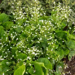 Myosotis du Caucase Betty Bowring - Le blanc qui éclaire l'ombre