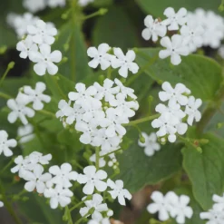 Myosotis du Caucase Betty Bowring - Le blanc qui éclaire l'ombre