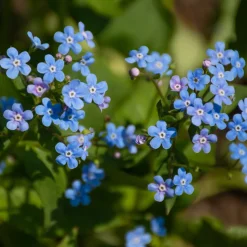 Myosotis du Caucase Emerald Mist ® - L'ombre enfin fleurie