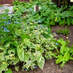 Myosotis du Caucase Hadspen cream - L'ombre enfin fleurie