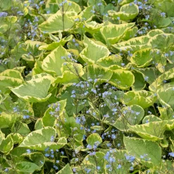 Myosotis du Caucase Hadspen cream - L'ombre enfin fleurie
