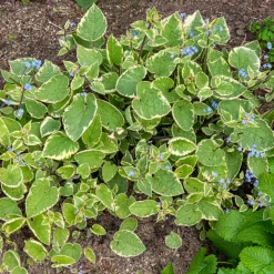 Myosotis du Caucase Hadspen cream - L'ombre enfin fleurie