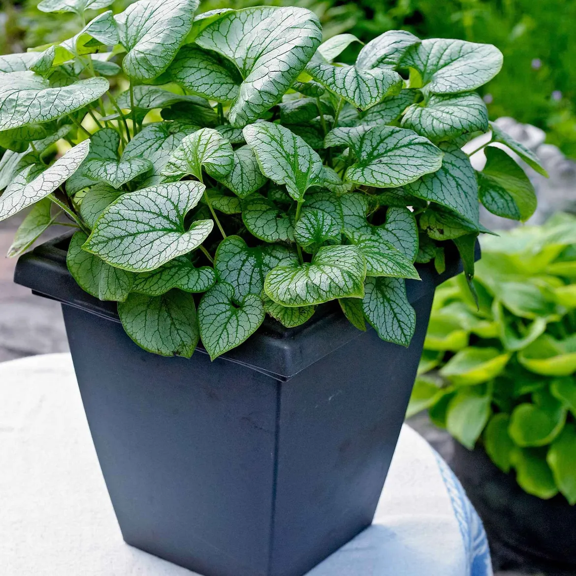 Myosotis du Caucase 'Jack Frost' - La star des coins ombragés