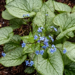 Myosotis du Caucase 'Jack Frost' - La star des coins ombragés