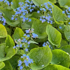 Myosotis du Caucase - L'ombre enfin fleurie