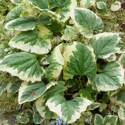 Myosotis du Caucase panaché - Il illumine vos coins d'ombre