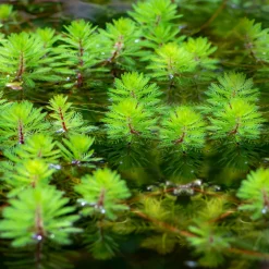 Myriophyllum 'Red Stem' - Des tiges rouges qui subliment l'eau