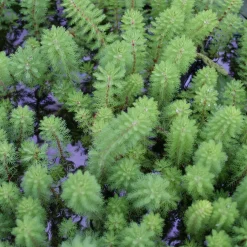 Myriophyllum 'Red Stem' - Des tiges rouges qui subliment l'eau