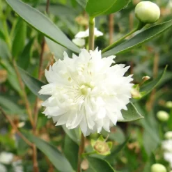 Myrte commun Flore Pleno - Fleurs doubles et parfum du Sud