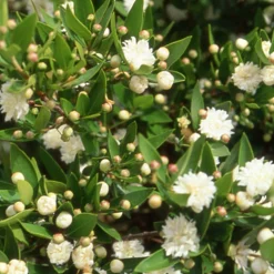 Myrte commun Flore Pleno - Fleurs doubles et parfum du Sud