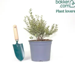 Myrte commun Variegata - Feuillage panaché toute l'année