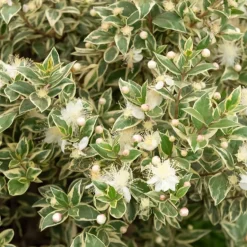 Myrte commun Variegata - Feuillage panaché toute l'année