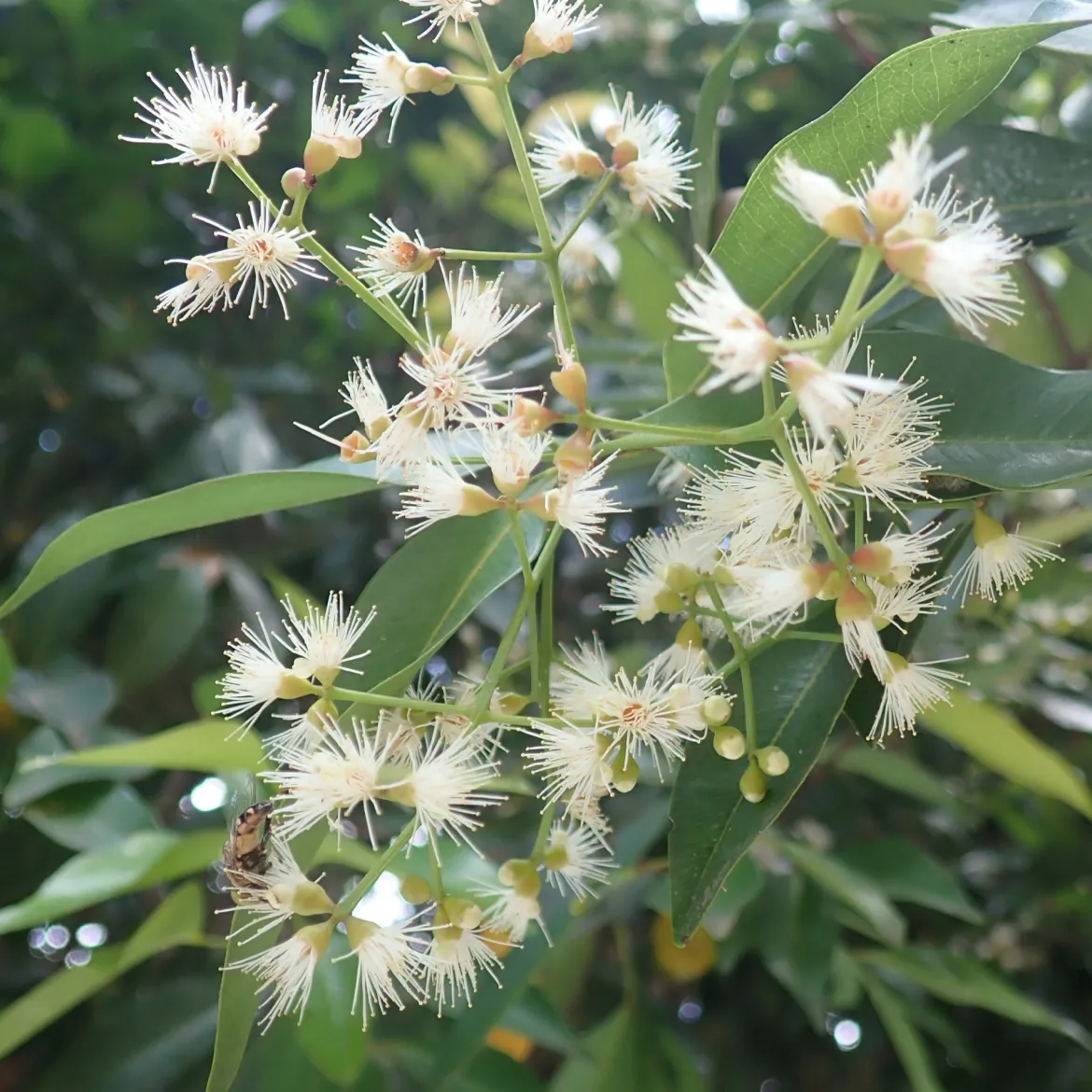 Myrte d'Australie Newport - Eugenia - Une haie verte toute l'année