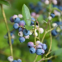 Myrtillier Blue Crop - Des myrtilles maison tout l'été
