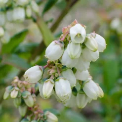 Myrtillier Brigitta Blue - Des myrtilles jusqu'en août