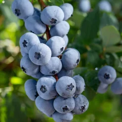 Myrtillier Brigitta Blue - Des myrtilles jusqu'en août