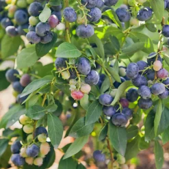 Myrtillier 'Giant Patriot' - Des myrtilles XXL chez vous