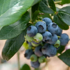 Myrtillier 'Giant Patriot' - Des myrtilles XXL chez vous