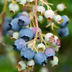 Myrtillier 'Giant Patriot' - Des myrtilles XXL chez vous