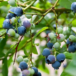 Myrtillier Little Blue Wonder - Des myrtilles même sur balcon