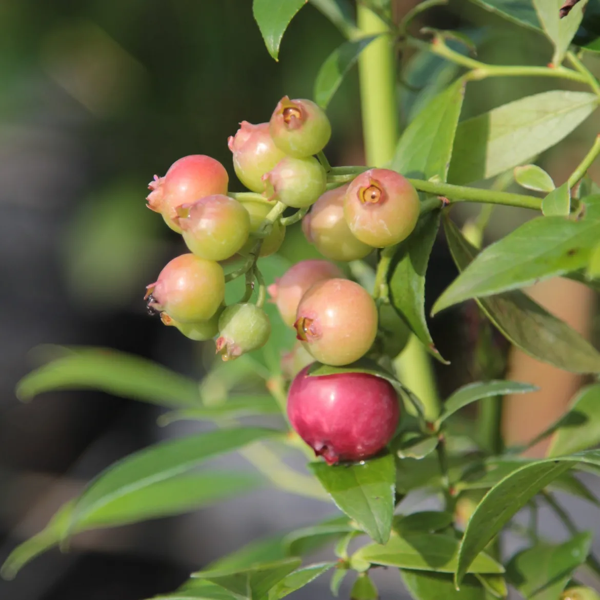 Myrtillier Pink Lemonade - Des myrtilles roses au balcon