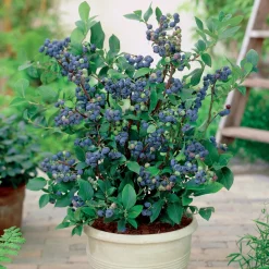 Myrtillier 'Top Hat' - Des myrtilles sur le balcon