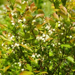 Myrtillier Vitaminos - Des myrtilles dès la 1re année