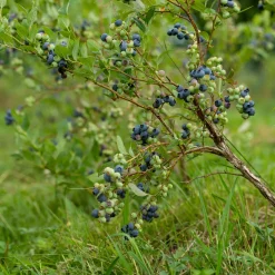 Myrtillier Vitaminos - Des myrtilles dès la 1re année