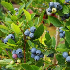 Myrtillier Vitaminos - Des myrtilles dès la 1re année