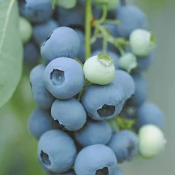 Myrtillier Vitaminos - Des myrtilles dès la 1re année