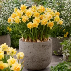 Narcisse double Growers Beauty - Fleurs doubles au printemps
