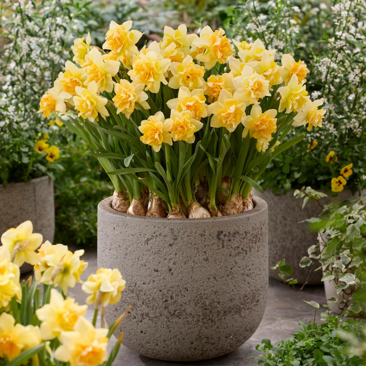Narcisse double Growers Beauty - Fleurs doubles au printemps