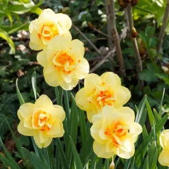 Narcisse à fleurs doubles en mélange - Le printemps en double